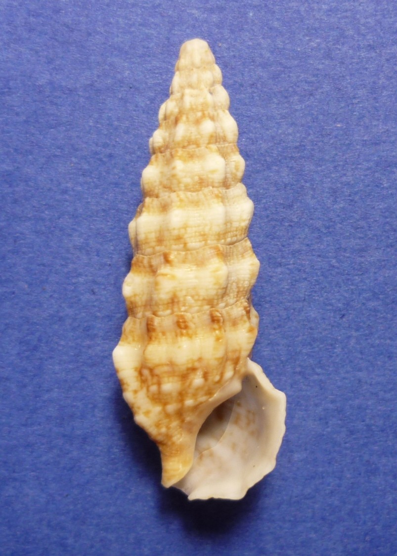 Cerithium vulgatum